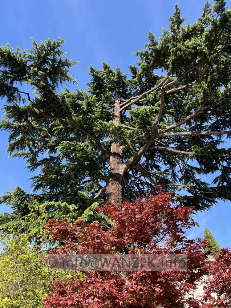Cedrus libani - 02.jpg